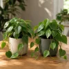 Set of 2 Heartleaf Philodendron Live Plants, 5-8 Inches Tall in 4 Inch Pots - Image 1