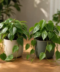 Set of 2 Heartleaf Philodendron Live Plants, 5-8 Inches Tall in 4 Inch Pots - Image 1