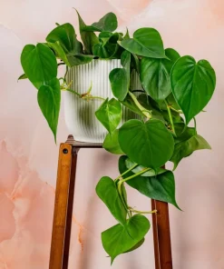 Set of 2 Heartleaf Philodendron Live Plants, 5-8 Inch Tall, 4 Inch Pot, Indoor - Image 7