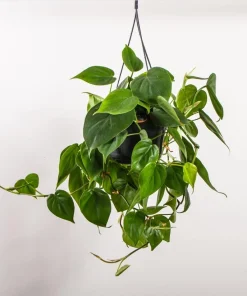 Set of 2 Heartleaf Philodendron Live Plants, 5-8 Inch Tall, 4 Inch Pot, Indoor - Image 8