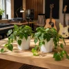 Set of 2 Heartleaf Philodendron Live Plants, 5-8 Inch Tall, 4 Inch Pot, Indoor - Image 1