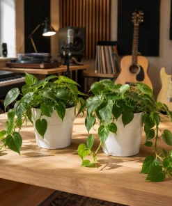 Set of 2 Heartleaf Philodendron Live Plants, 5-8 Inch Tall, 4 Inch Pot, Indoor - Image 1
