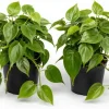 Set of 2 Heartleaf Philodendron Live Plants – Green Trailing Potted Houseplant – Indoor & Outdoor - Image 1