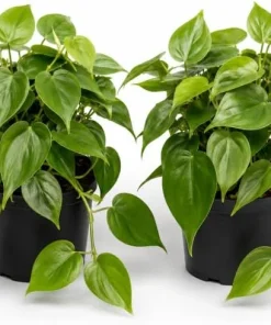 Set of 2 Heartleaf Philodendron Live Plants – Green Trailing Potted Houseplant – Indoor & Outdoor - Image 1