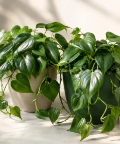 Set of 2 Heartleaf Philodendron Live Plants – Green Trailing Potted Houseplant – Indoor & Outdoor - Image 2