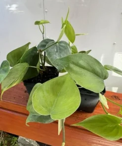 Set of 2 Heartleaf Philodendron Live Plants – Green Trailing Potted Houseplant – Indoor & Outdoor - Image 4