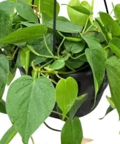 Set of 2 Heartleaf Philodendron Live Plants – Green Trailing Potted Houseplant – Indoor & Outdoor - Image 5