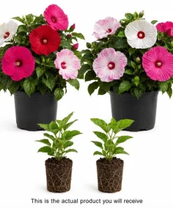 Set of 2 Hibiscus Luna Mix Live Plants, 4-6 Inches Tall, Colorful Flowering Perennials - Image 4