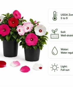 Set of 2 Hibiscus Luna Mix Live Plants, 4-6 Inches Tall, Colorful Flowering Perennials - Image 6