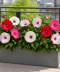 Set of 2 Hibiscus Luna Mix Live Plants, 4-6 Inches Tall, Colorful Flowering Perennials - Image 8