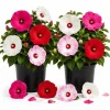 Set of 2 Hibiscus Luna Mix Live Plants, 4-6 Inches Tall, Colorful Flowering Perennials - Image 1