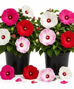 Set of 2 Hibiscus Luna Mix Live Plants, 4-6 Inches Tall, Colorful Flowering Perennials - Image 1