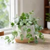 Set of 2 Hoya Krohniana Live Plants – 4-8 Inch Tall Succulents for Indoor & Outdoor - Image 1