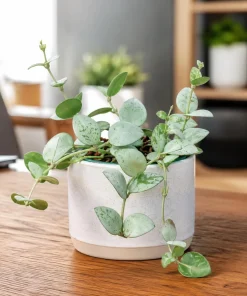 Set of 2 Hoya Krohniana Live Plants – 4-8 Inch Tall Succulents for Indoor & Outdoor - Image 6