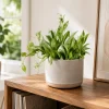 Set of 2 Hoya Lacunosa Mint Live Plants – 4-8 Inch Succulents for Indoor & Outdoor - Image 1