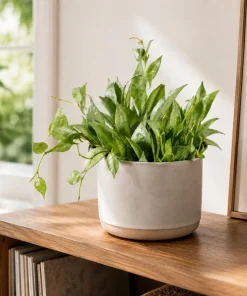 Set of 2 Hoya Lacunosa Mint Live Plants – 4-8 Inch Succulents for Indoor & Outdoor - Image 1