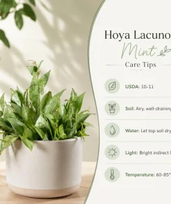 Set of 2 Hoya Lacunosa Mint Live Plants – 4-8 Inch Succulents for Indoor & Outdoor - Image 5