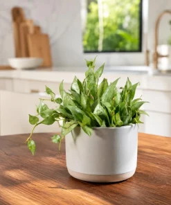 Set of 2 Hoya Lacunosa Mint Live Plants – 4-8 Inch Succulents for Indoor & Outdoor - Image 7