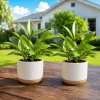 Set of 2 Hoya Sunrise Live Plants, Succulent, 4-8 Inch Tall, Indoor/Outdoor - Image 1