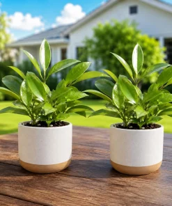 Set of 2 Hoya Sunrise Live Plants, Succulent, 4-8 Inch Tall, Indoor/Outdoor - Image 1