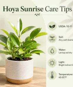 Set of 2 Hoya Sunrise Live Plants, Succulent, 4-8 Inch Tall, Indoor/Outdoor - Image 5