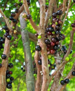 Set of 2 Jaboticaba Live Plants - 1 Ft Tall Fruit Tree Starter for Patio & Garden - Image 2