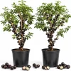 Set of 2 Jaboticaba Live Plants - 1 Ft Tall Fruit Tree Starter for Patio & Garden - Image 1