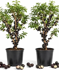 Set of 2 Jaboticaba Live Plants - 1 Ft Tall Fruit Tree Starter for Patio & Garden - Image 1