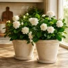 Set of 2 Jasmine Duke of Tuscany Live Plants, 4-8 Inch, Fragrant White Flower Vine - Image 1