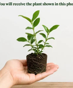 Set of 2 Jasmine Duke of Tuscany Live Plants, 4-8 Inch, Fragrant White Flower Vine - Image 2