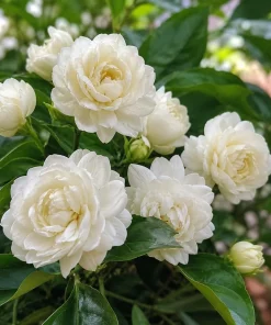 Set of 2 Jasmine Duke of Tuscany Live Plants, 4-8 Inch, Fragrant White Flower Vine - Image 3