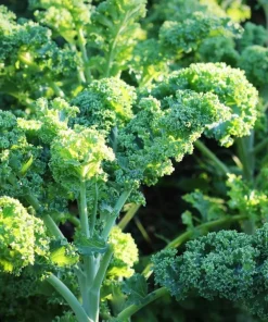 Set of 2 Kale Live Plants 1-4 Inch Tall – Healthy Vegetable Seedlings - Image 2