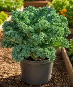 Set of 2 Kale Live Plants 1-4 Inch Tall – Healthy Vegetable Seedlings - Image 3