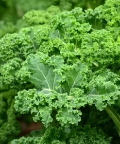 Set of 2 Kale Live Plants 1-4 Inch Tall – Healthy Vegetable Seedlings - Image 4
