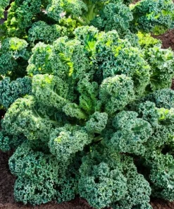 Set of 2 Kale Live Plants 1-4 Inch Tall – Healthy Vegetable Seedlings - Image 5