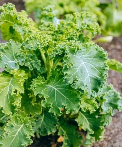 Set of 2 Kale Live Plants 1-4 Inch Tall – Healthy Vegetable Seedlings - Image 6