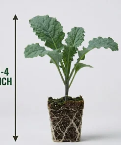 Set of 2 Kale Live Plants 1-4 Inch Tall – Healthy Vegetable Seedlings - Image 7