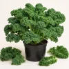 Set of 2 Kale Live Plants 1-4 Inch Tall – Healthy Vegetable Seedlings - Image 1