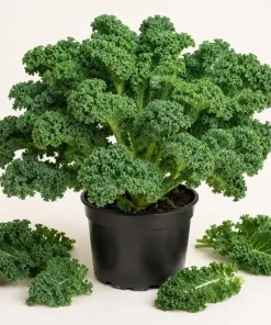Set of 2 Kale Live Plants 1-4 Inch Tall – Healthy Vegetable Seedlings - Image 1