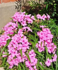 Set of 2 Katie's Dwarf Pink Ruellia Live Plants - Compact Perennial, 4-6 Inc Tall - Image 2
