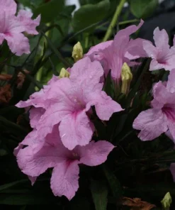 Set of 2 Katie's Dwarf Pink Ruellia Live Plants - Compact Perennial, 4-6 Inc Tall - Image 3