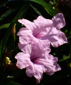 Set of 2 Katie's Dwarf Pink Ruellia Live Plants - Compact Perennial, 4-6 Inc Tall - Image 4