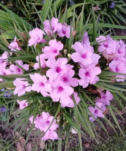 Set of 2 Katie's Dwarf Pink Ruellia Live Plants - Compact Perennial, 4-6 Inc Tall - Image 5