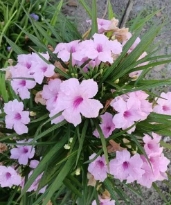Set of 2 Katie's Dwarf Pink Ruellia Live Plants - Compact Perennial, 4-6 Inc Tall - Image 6