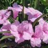 Set of 2 Katie's Dwarf Pink Ruellia Live Plants - Compact Perennial, 4-6 Inc Tall - Image 1
