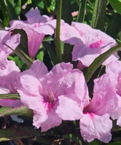 Set of 2 Katie's Dwarf Pink Ruellia Live Plants - Compact Perennial, 4-6 Inc Tall - Image 1