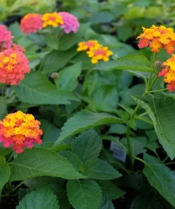 Set of 2 Lantana Confetti Live Plants - Perennial Flowering, 4-6 Inches Tall - Image 4