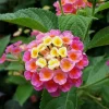 Set of 2 Lantana Confetti Live Plants - Perennial Flowering, 4-6 Inches Tall - Image 1