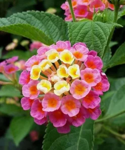 Set of 2 Lantana Confetti Live Plants - Perennial Flowering, 4-6 Inches Tall - Image 1
