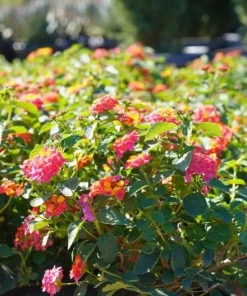 Set of 2 Lantana Confetti Live Plants - Perennial Flowering, 4-6 Inches Tall - Image 6